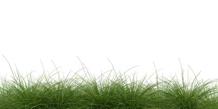 grass borderr isolated on white background