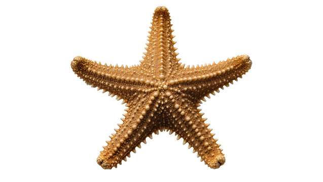 Brown spiny starfish with five arms