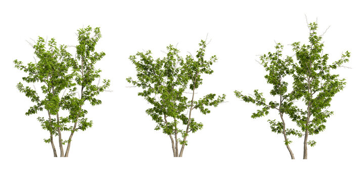 Set of green tree isolated on white background