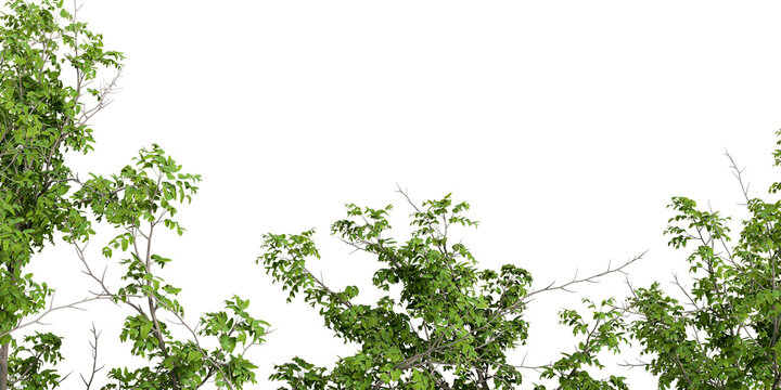 Close up of green tree branches on transparent background