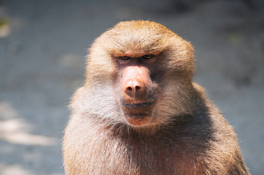 Portrait of angry male aggressive macaque monkey in nature in the jungle close-up