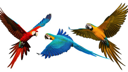 Three colorful macaws flying with wings spread © Isadora