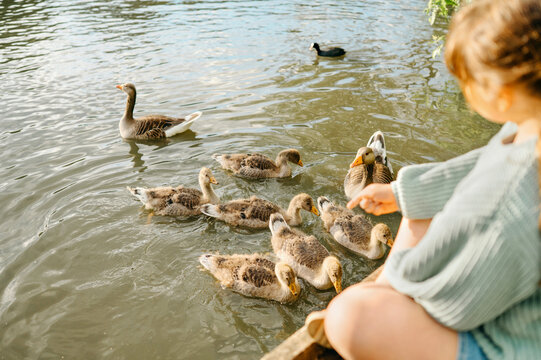 Child girl feeding a group of waterfowl beside a lake