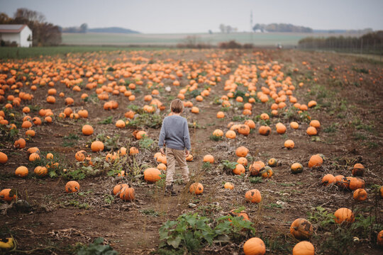 Back view Young child standing in pumpkin patch during Fall
