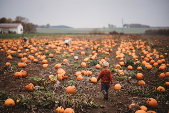 Young children walking in pumpkin patch farm during Fall