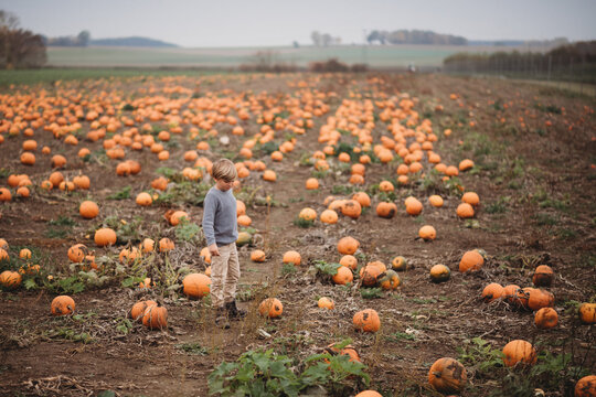 Young child standing in pumpkin patch during Fall