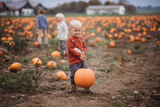 Cute blonde toddler holding pumpkin in patch on foggy day