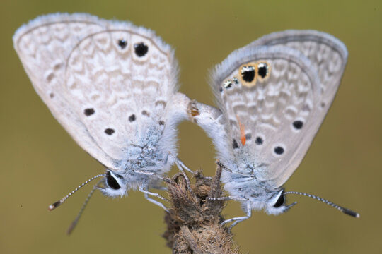 Two small blue butterflies mating on a plant stem