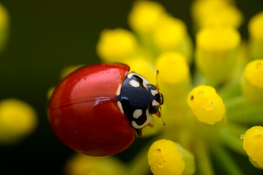 Red ladybug resting on tiny yellow flower buds
