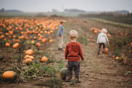 Back view of kids in a pumpkin patch in Illinois on cloudy day
