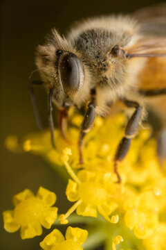Extreme close up of a fuzzy honey bee on a yellow flower