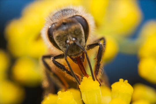 A honey bee collecting nectar from bright yellow flowers