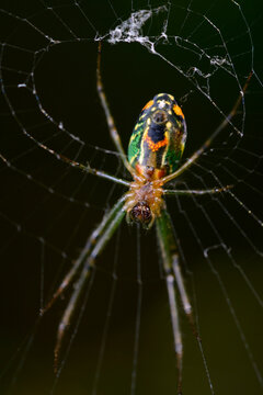 Colorful orchard orb weaver spider waiting in web