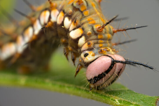 Colorful spiny caterpillar with pink head on a leaf