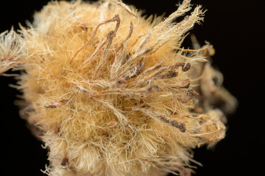 Intricate macro detail of a rose fuzzy plant seed
