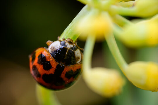 Macro view of an orange ladybug on a green plant stem