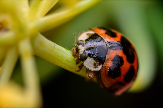 Spotted Asian lady beetle exploring a plant stem