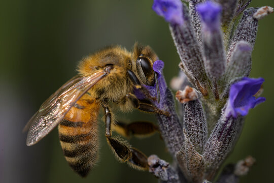 Close up of honey bee pollinating a lavender plant