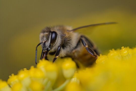Extreme close up of a honey bee on yellow flowers