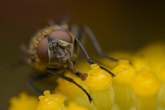 Extreme close up of a fly feeding on a yellow flower