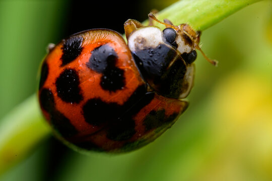 Spotted Asian lady beetle clings to a green plant stem
