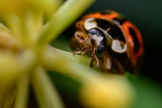 Extreme close up of a ladybug on a plant