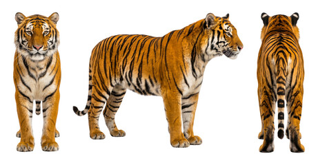 Obraz premium Three views of standing orange tiger isolated on transparent background