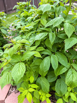 Lush raspberry bushes in raised garden bed