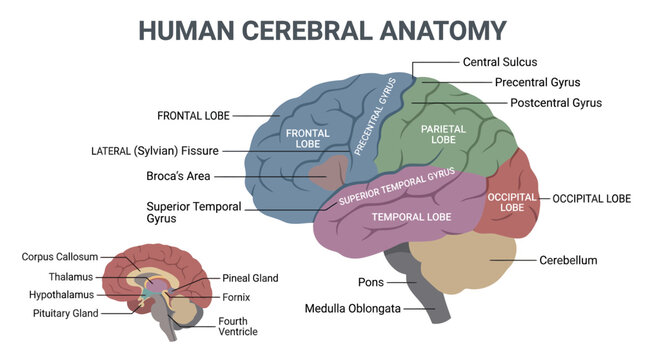 Human cerebral anatomy brain structure illustration.