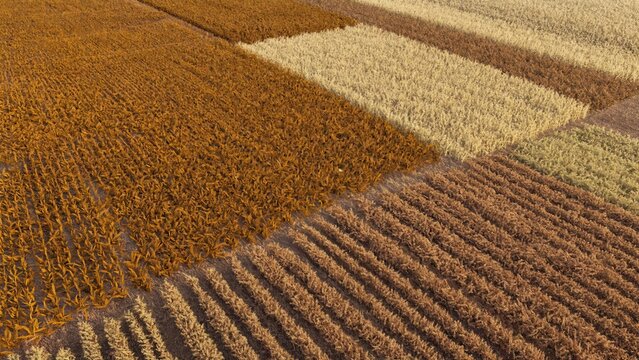 Aerial View Of Farmland Patterned Fields
