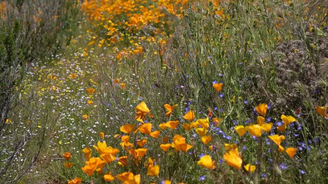 California Super Bloom in Diamond Valley Lake Wildflower Trail Poppy Flowers USA