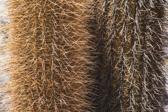 cactus needles background