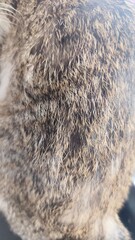 Naklejka premium close up of a fur cat