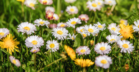 Fototapeta premium White small daisies blooming on grass background 