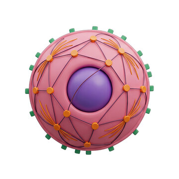 3D Illustration of a Cell Nucleus with Spindle Fibers