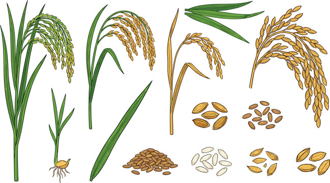 Hand Drawn Rice Plant and Grain Vector Set with Paddy Ears Seedlings and Stalks for Agriculture and Food Designs