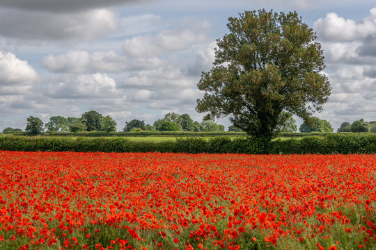Poppy Fields