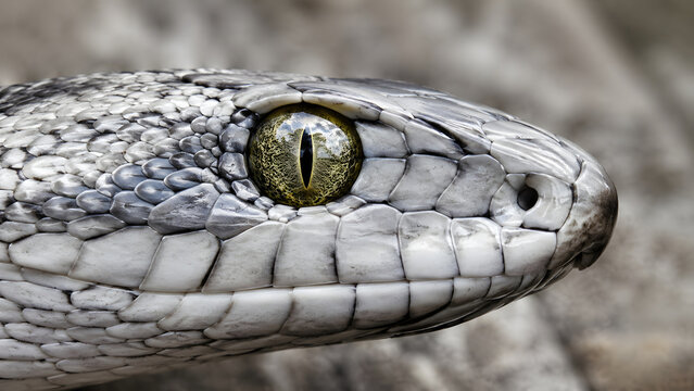 Extreme close up of a grey snake head with detailed scales and eye