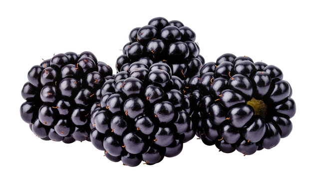 Cluster of ripe blackberries with glossy dark purple drupelets