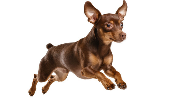 Brown Miniature Pinscher dog running with ears up