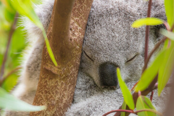 Sleepy Koala © Renee