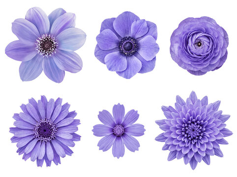 A beautiful collection of six distinct purple flowers, including dahlia, anemone, and ranunculus.