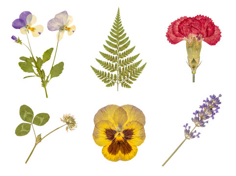 Assorted pressed botanicals: pansy plant, fern frond, red carnation, white clover, yellow pansy, and lavender sprig.