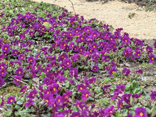 Obraz premium Deep Purple Primrose Flowers Primula pruhoniciana in Spring Garden