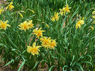 Fototapeta premium Spring Garden Bed with Double Daffodils