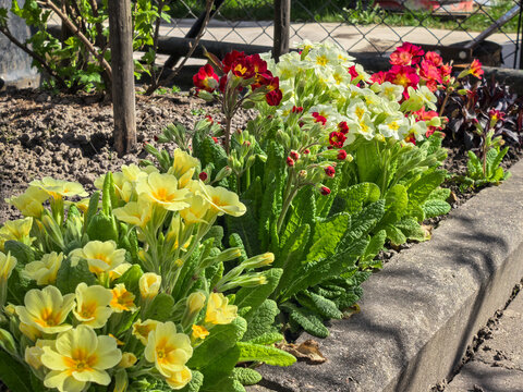Primula Vulgaris Yellow Red Primrose Row Spring Sunny Garden Bed