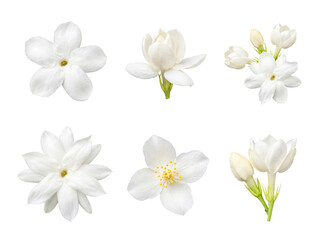 Fototapeta premium Assorted white jasmine flowers and unopened buds with green stems.