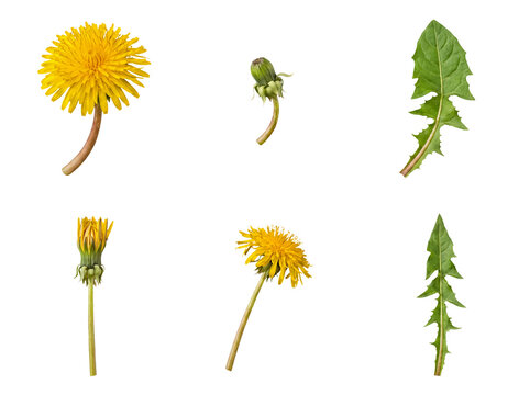 Dandelion elements collection isolated, featuring vibrant yellow flowers, closed buds, and serrated green leaves.