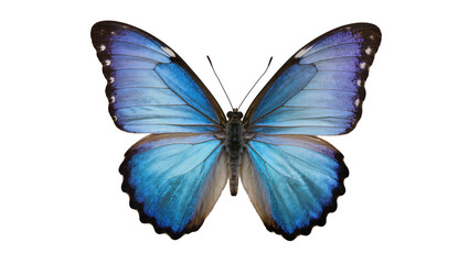 Blue Morpho Butterfly with iridescent wings © Peregrine