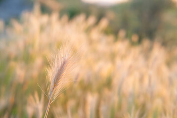 Obraz premium Background of wheat wheels at sunset